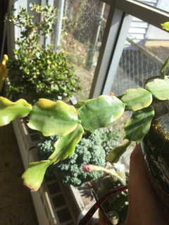 glücksfeder klein Glücksfeder (Zamioculcas) main image 0