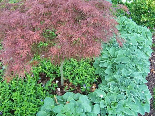 wallpapers Crimson Queen Japanese Maple Companion Plants favorite japanese maple combinations