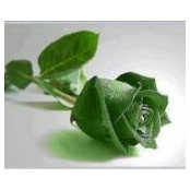 Monicah Thokoane's photo