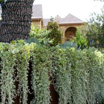 Charis Landscape