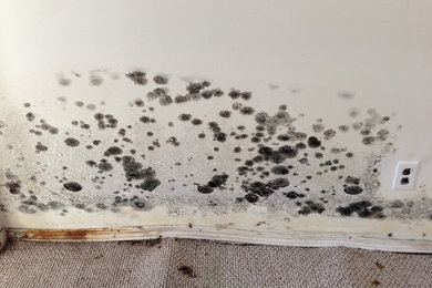 Mold affected house