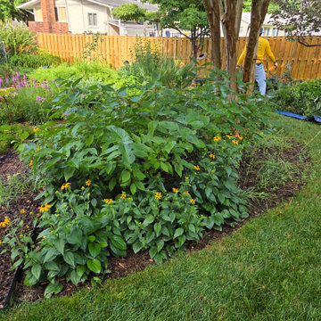 Established Native Plant Side Garden | Fairfax, VA