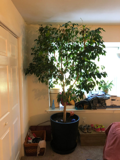 Please help! 40yr old Ficus tree dying