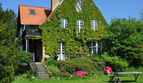 Grundig guide: Skjul de kedelige hegn og mure med klatreplanter