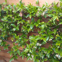 Vines