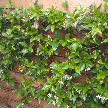 Small Urban Courtyard Garden