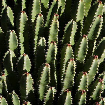 Natural Wonder - Phoenix Home & Garden