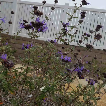 Mission Viejo Back Yard