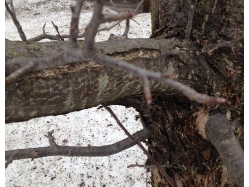 Apple Tree Bark Splitting Shredding