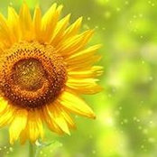 Gayle Pinson Mccann's photo