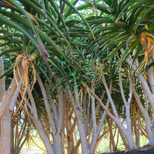 Aloe Barberae (Bainseii)