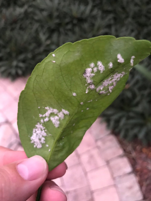 Tangerine Tree Disease / Fungus?