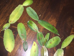 san pedro cactus cutting 6-9