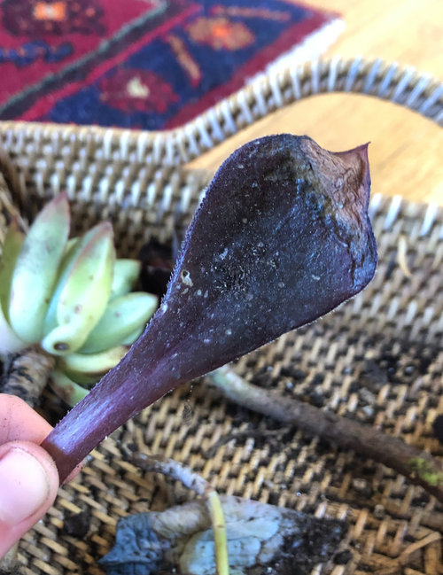 Help! What is killing my plants?