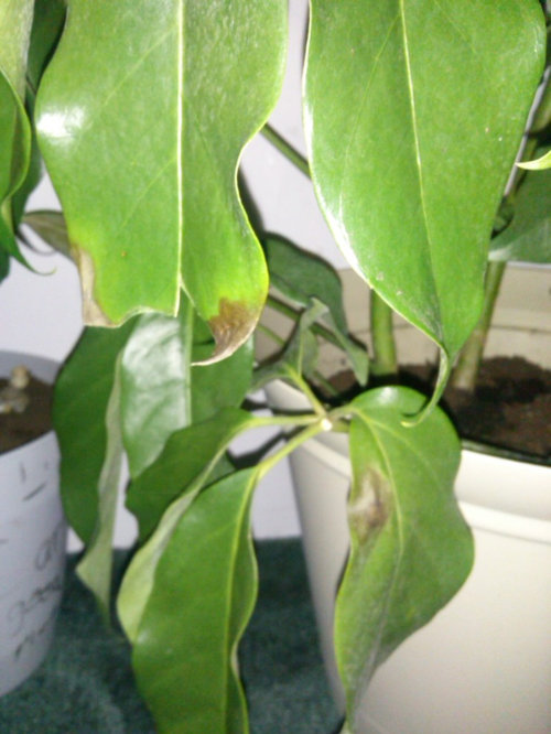 My umbrella plant seems to be dying!!!! Can anyone help????