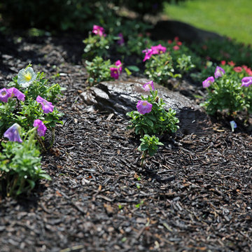 Petunias