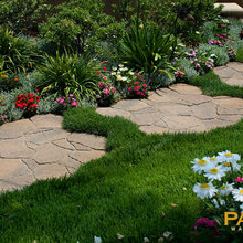 Groundcover between pavers