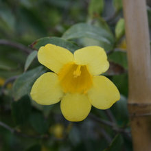 vines/shrubs/garden