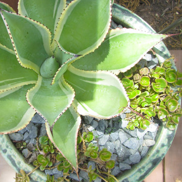 Plant Texture and Outdoor Pottery