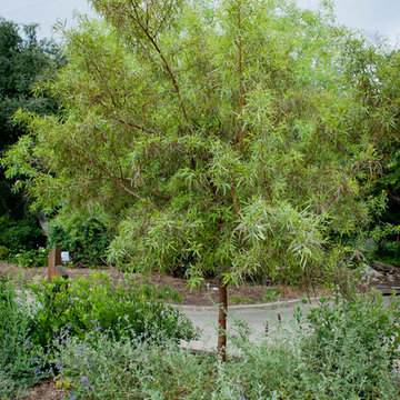 African Sumac
