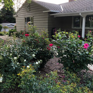 Front Yard Slow and Patient Remodel