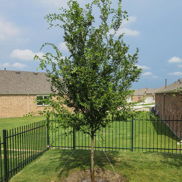Lacebark Elm Tree