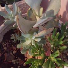 My succulents