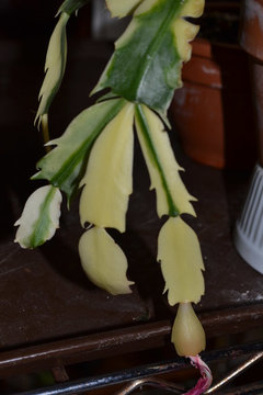 Variegated Schlumbergera | Houzz Forum