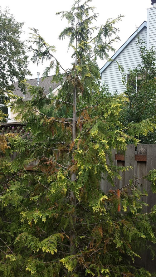 Help! Conifers turning brown and dying.