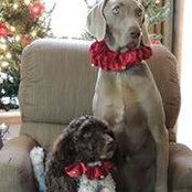 Debra Dixon-Weisheit's photo