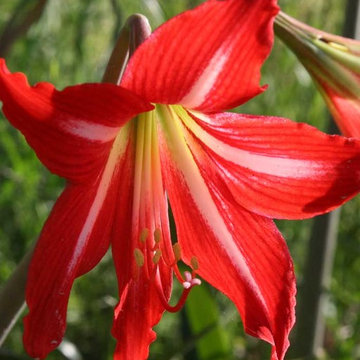Hardy Amaryllis Hippeastrum x johnsonii