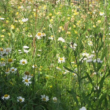 Naturnaher Stadtgarten mit Trockenmauern und Kalkschotterflächen