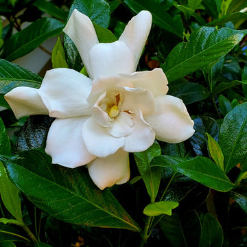 Gardenia in June