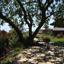oak tree garden native