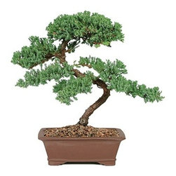 7-year Green Mound Juniper Outdoor Bonsai Tree - Area Rugs