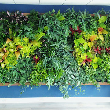 Vertical Gardens