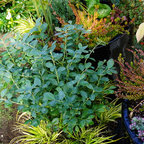 2013 ALE: The Potager Garden at Stonebridge Mansion - Eclectic