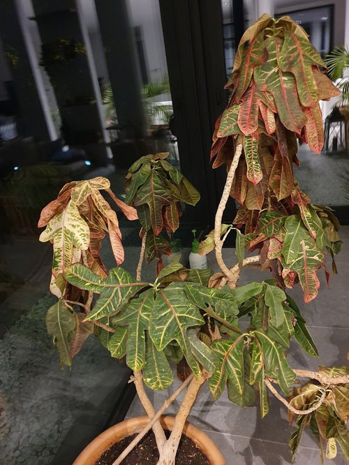 How to Revive a Croton Plant: A Guide to Saving a Dying Croton