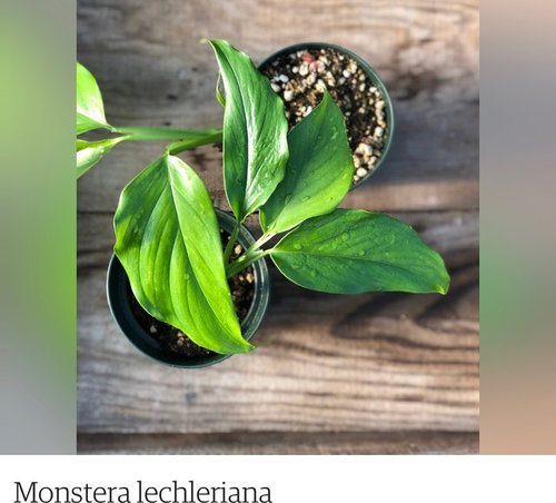 Please Explain Monstera Lechleriana Vs Adansonii