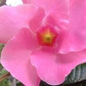 Lori Koch's photo
