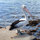 Sue -