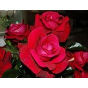 Mary Ann Johnson's photo