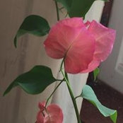 Cathy Williams Stueve's photo