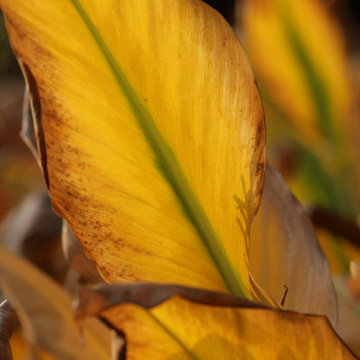 Autumn, Seed Heads & The Winter Landscape