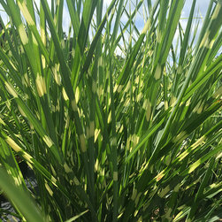 Current Featured Plants - Products