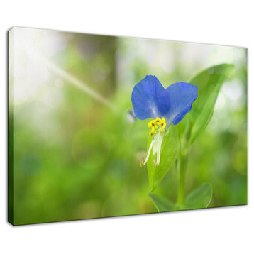 Asiatic Day Flower Floral Nature Photography Canvas Wall Art Print, 16" X 20"