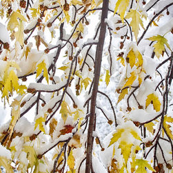 Colorful Maple Tree Branches In The Snow Fine Art - Artwork