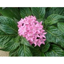 Warm Season Annuals - Outdoor Pots And Planters