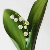Petya De Simone's photo