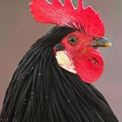 Raleigh Roosters foto